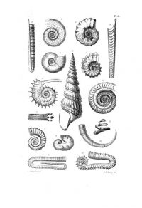 CONCHYO Ammonites