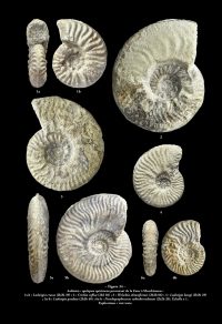 NANT. FIG-34